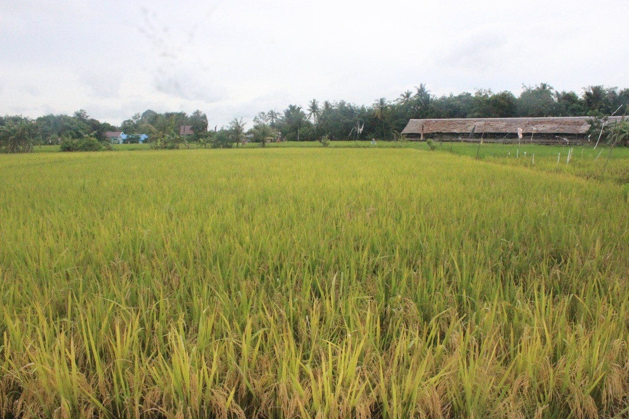 Lokasi Panen Raya Padi di Kalimantan Selatan
