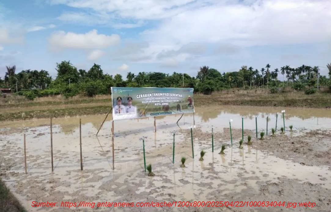 Mencetak dan merawat sawah sebagai investasi masa depan