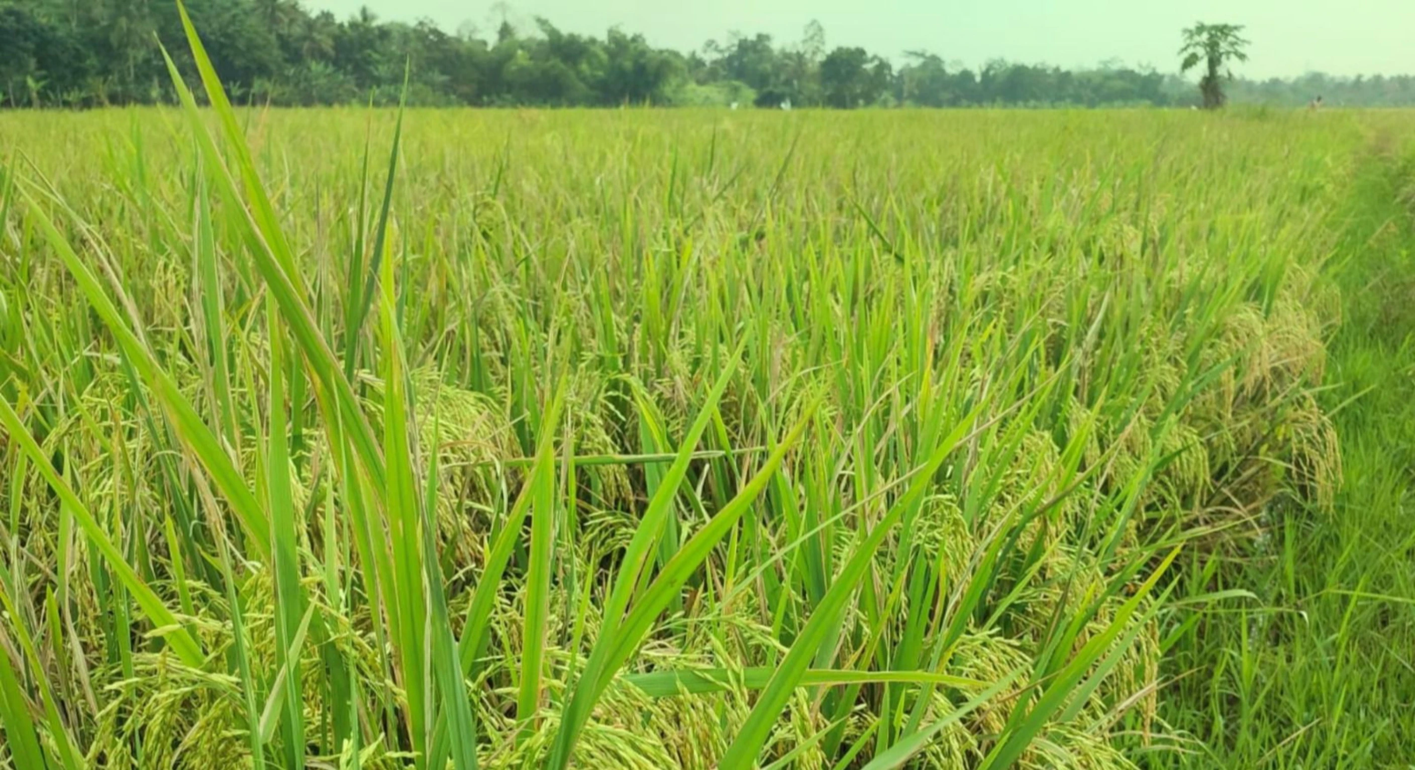 BPS Catat Lonjakan Potensi Produksi Beras Awal 2026, Naik 15,79 Persen