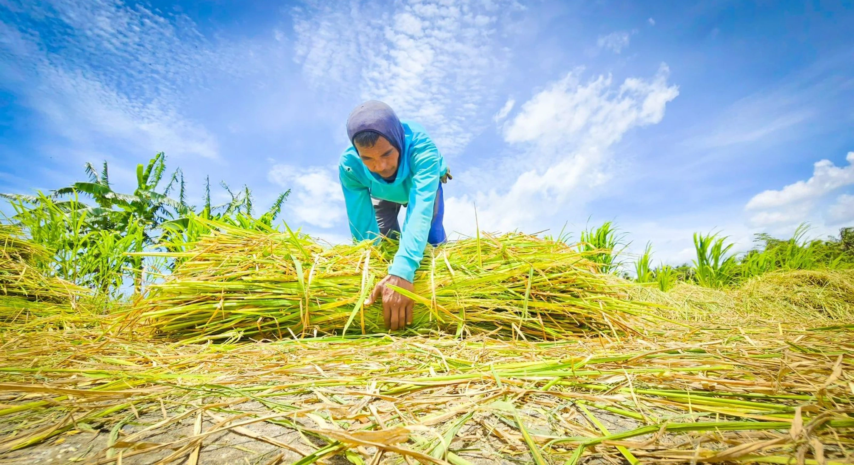 Produksi Beras Januari 2026 Capai 1,75 Juta Ton, Naik 38,56 Persen