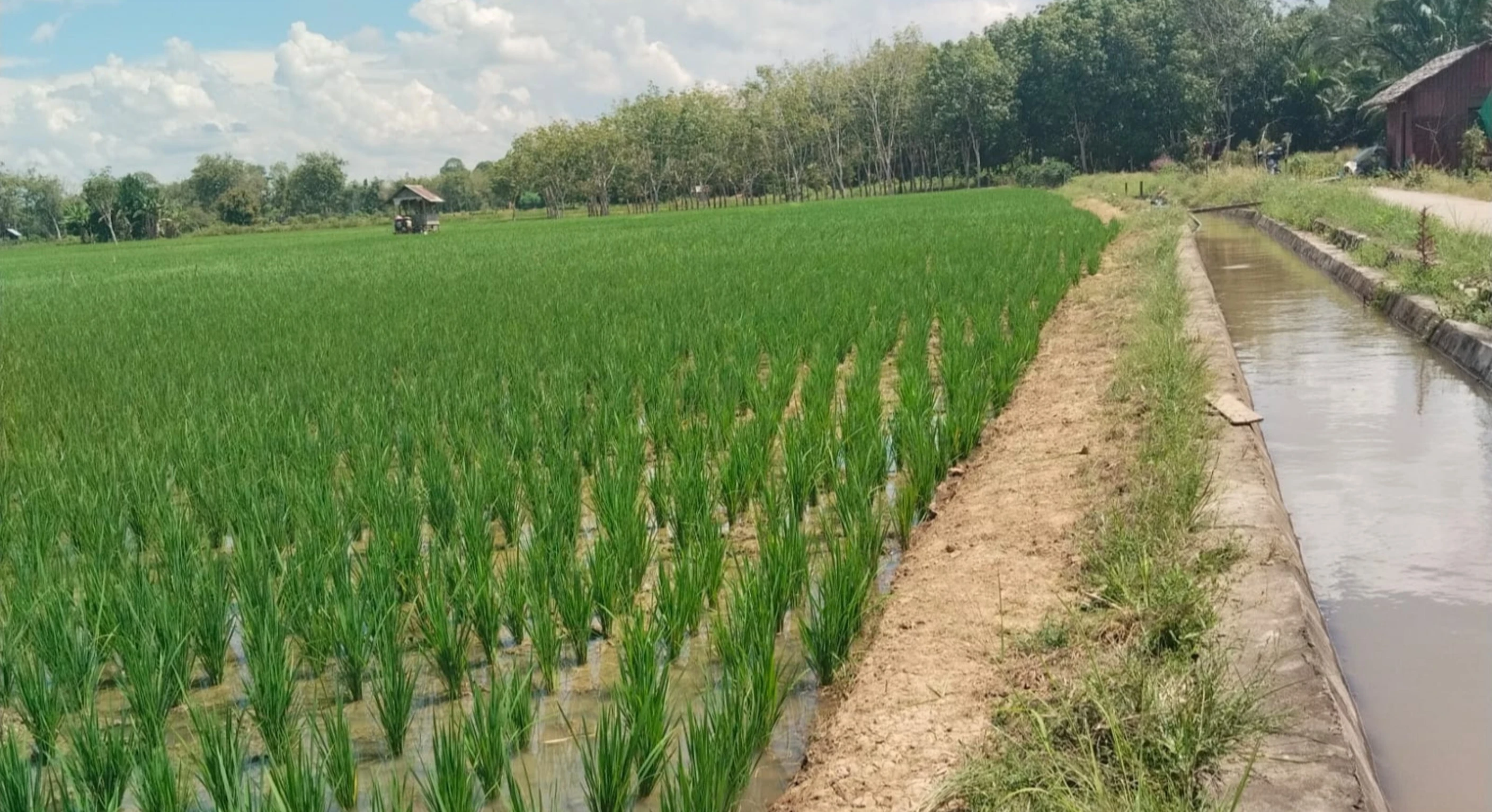 Amankan Produksi Pangan 2026, Kementan Percepat Rehabilitasi Irigasi Tersier