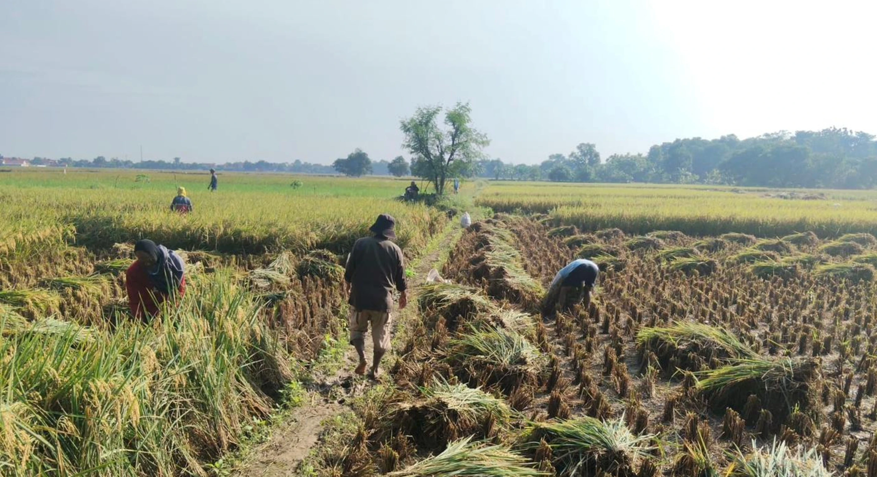 Panen Raya di Majalengka Cetak Produktivitas hingga 11,5 Ton/Ha, Perkuat Stok Beras Nasional