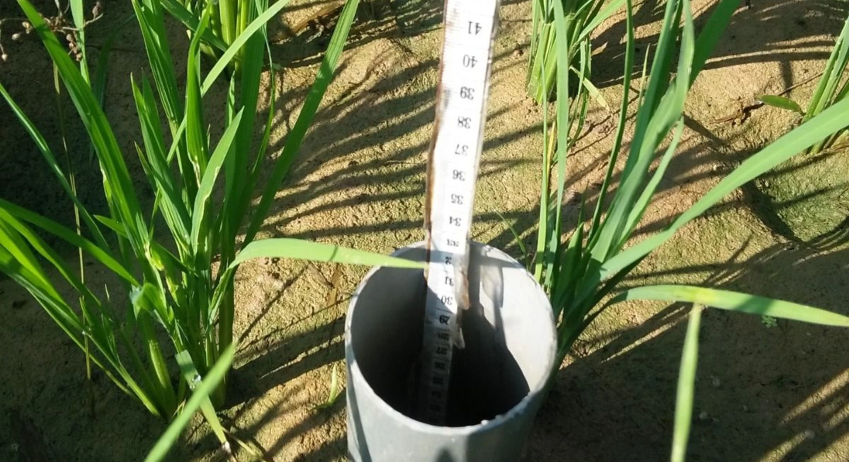 Hemat Air hingga 20%, Kementan Dorong Pengelolaan Air Sawah Hadapi Kemarau