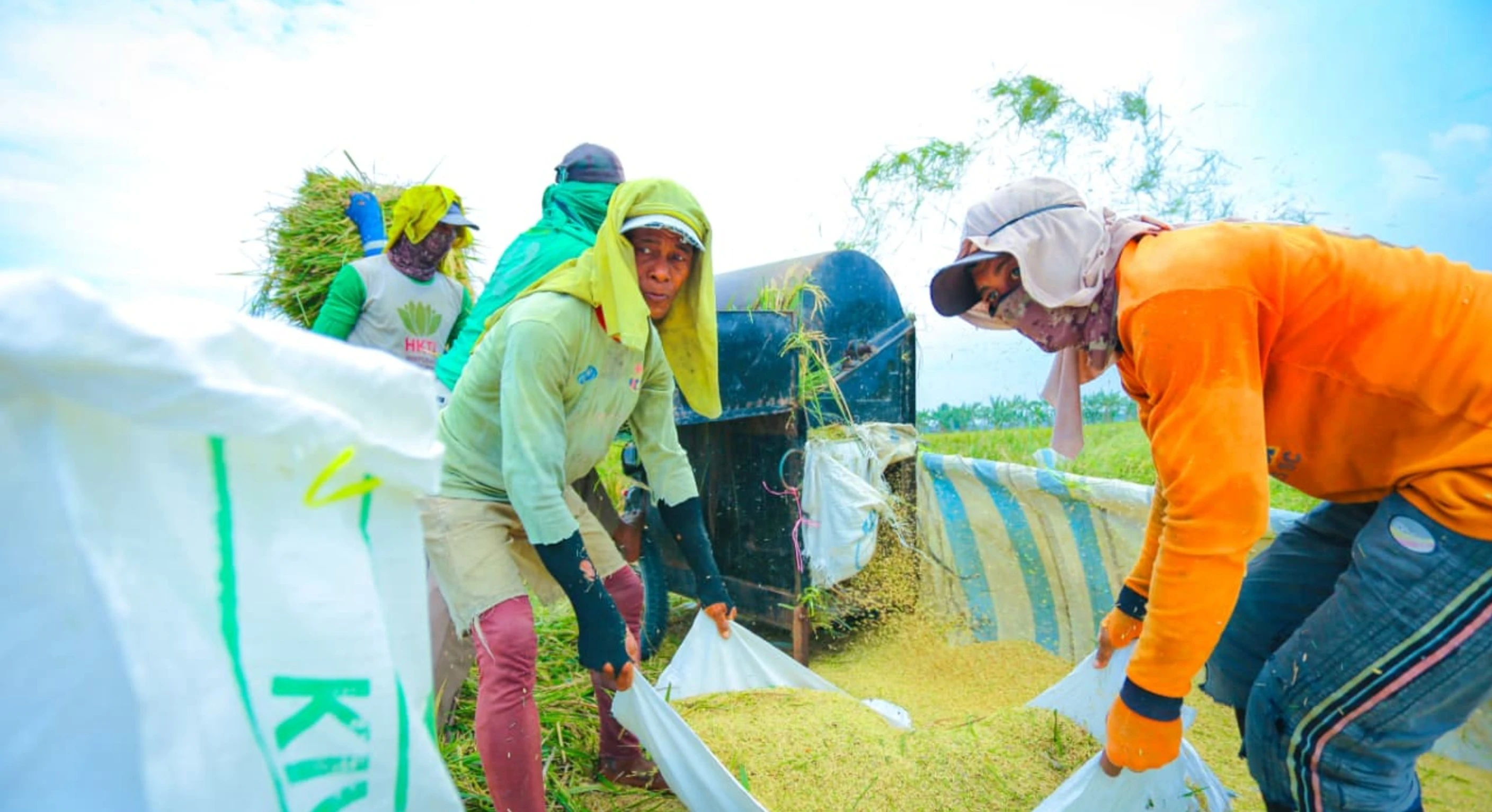 FAO: Produksi Beras Indonesia Naik, Saat Produksi Dunia Turun di Tahun 2026