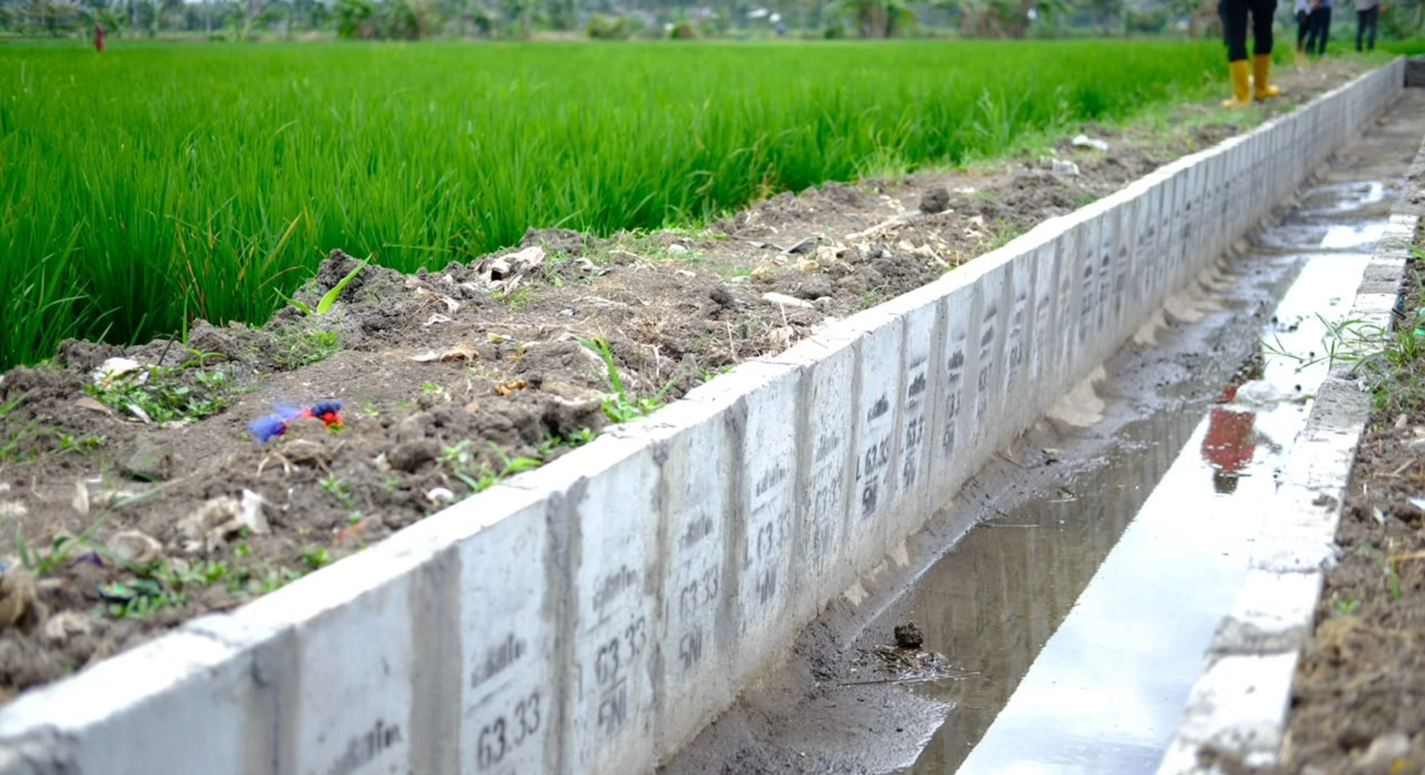 Ketersediaan Air Jadi Kunci Produksi, Kementan Pacu Banyuwangi Capai IP 300