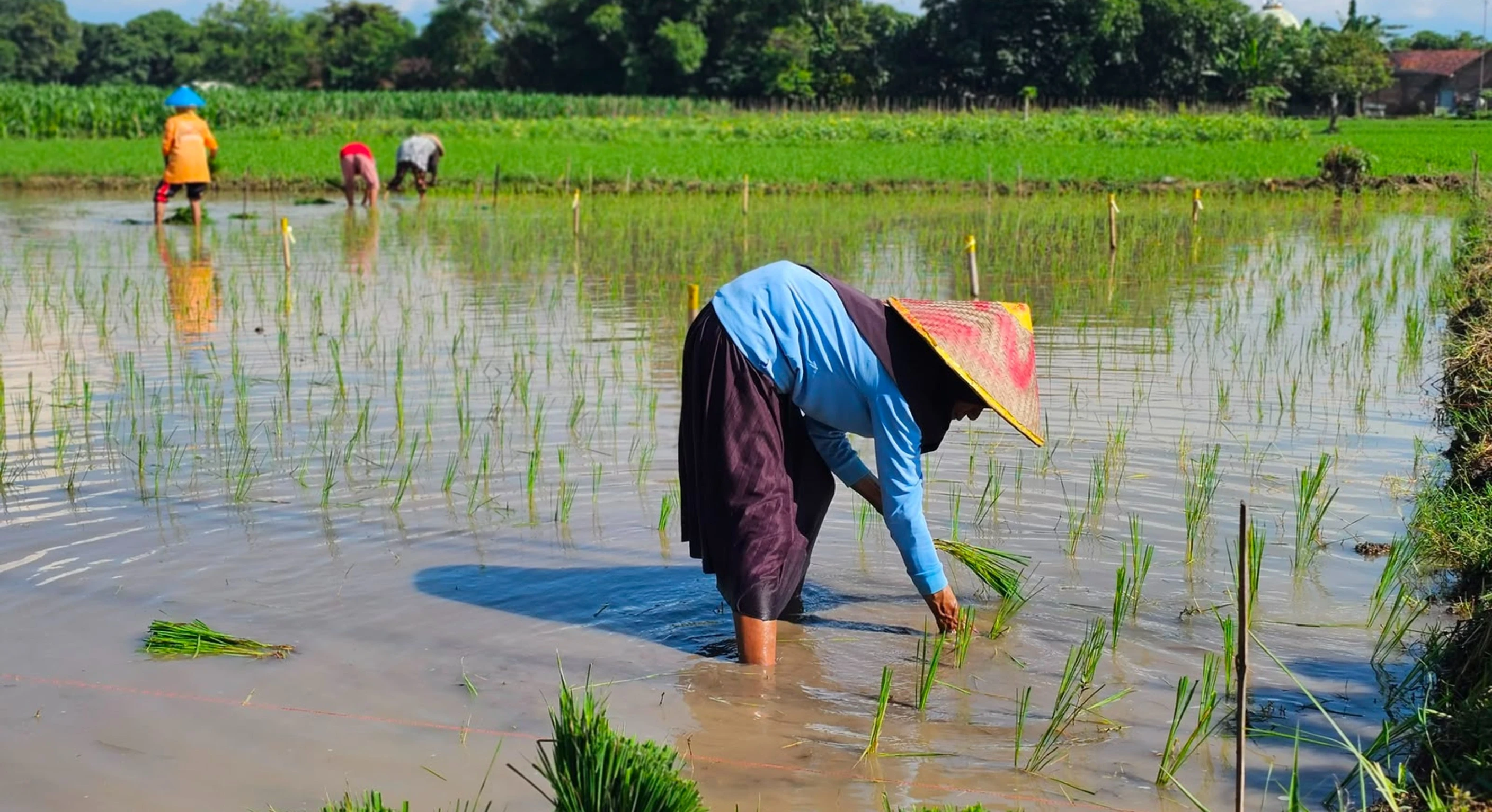 Kebijakan Berpihak kepada Petani Cetak Rekor NTP Tertinggi, Kesejahteraan Petani Terus Meningkat